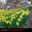 여미리 수선화(4/7) 이미지