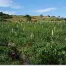 대풍농장 이미지