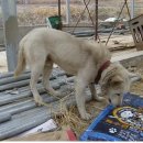 징의축산 이미지