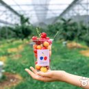 체리 민박 이미지