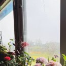 더목화