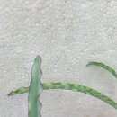 헤만 이미지