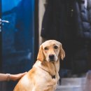 행복하개키울고양 네이버블로그