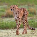 치타(CHEETAH) 이미지