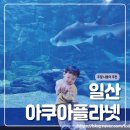 (주)아쿠아넷 | 일산 아쿠아플라넷 후기｜아기랑 가기 좋은 실내 나들이 코스