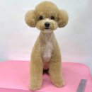 앨리스동물병원 이미지