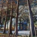 물가에 자라는 낙우송의 무릎뿌리(knee root) 이미지