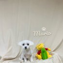 개털깎는집 이미지