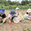 [5세] 부설농장에 가서 땅 속 감자를 캤어요🥔 이미지