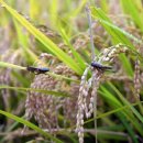 메뚜기 펜션 이미지