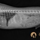 온동물의료센터 이미지