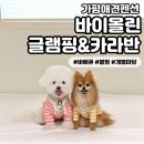 펠리즈글램핑 | [바이올린글램핑&amp;카라반] 가평애견펜션 수영장 개별바베큐부터 불멍까지 가능한 완벽한 곳 추천