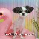 다정한 개아빠 이미지