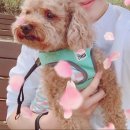 최재호 한방동물병원 이미지