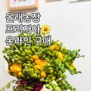 올래농장 | 프리지아 온라인 꽃 배송, 올래농장 내돈내산 후기