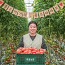 산지유통 - 고령군 인안길 31 | 완숙토마토 찰토마토 못난이 2.5kg 산지직송 후기