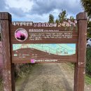 핑크뮬리 이미지