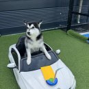 땅콩 애견유치원 이미지