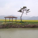 유채꽃과 함께하는 주산사랑 친환경 축제로 오세요 이미지