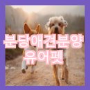 펫 애견샵 이미지