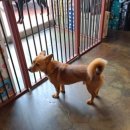 갱스터도그 이미지