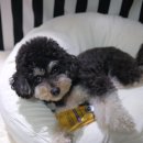 그루밍 펫 뷰티샵 | 하이포닉 그루밍아티스트 실키컨디셔너 사용후기 집에서도 샵처럼 실키케어 가능