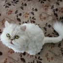 이로동물의료센터 이미지