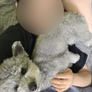 올바름 반려견 뷰티샵 이미지