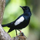 ANOTHER DOG 이미지