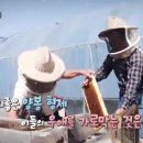 지경벌꿀 이미지