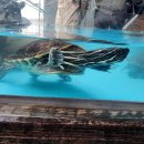 씨유 강릉녹색도시점 | 강릉아쿠아리움 다녀온 내돈내산 솔직후기, 아이랑 강릉 실내여행 추천(feat.쿠팡할인)