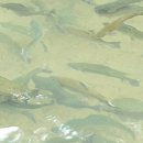 진부농장 이미지