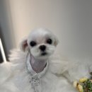 도그살롱 이미지