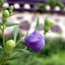 한옥마을 이미지