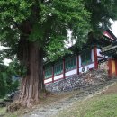 능주향교 은행나무 이미지