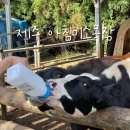 제주목장 | 제주아침미소목장 카페 카이막 제주목장체험 후기