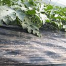 조영심 농장 이미지