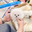 애견갤러리 강아지분양 애견샵 | 송파강아지분양 애견샵에서 받아본 후기