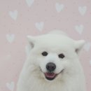 강아지호텔