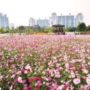 메밀꽃체육관 이미지