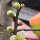 매화시장 이미지