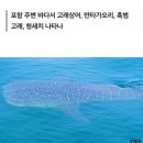 속보)포항 대왕고래 근황!!!!!!!!!!!! 이미지