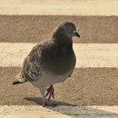 비둘기미용실 이미지