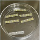대전광역시 농업기술센타 | 포도_초저온동결보존기술로 더 빠르게 생산, 인공지능...협력추진, 농촌진흥청_농업분야대설·한파대응...