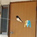 제비1리 이미지