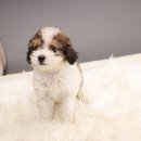 푸숑푸숑 이미지