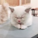 식빵굽냥 이미지