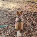 선사애견 | 남양주 가볼만한 곳 봉선사 강아지 애견동반 선명상 축제 후기