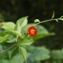 흔들리며 피는 꽃 이미지