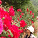 봉황초등학교 이미지